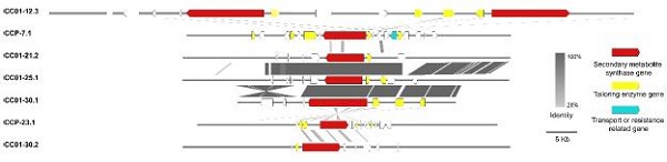 图1. 多主棒孢不同类群外泌蛋白基因及次代产物合成基因簇比较分析-2 - 副本.jpg